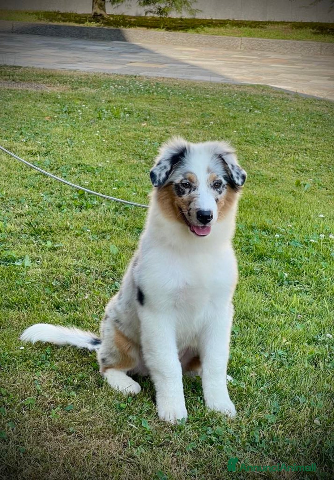 Australian Shepherd cani in vendita: Australian Shepherd a Provincia di Varese - Immagine 6