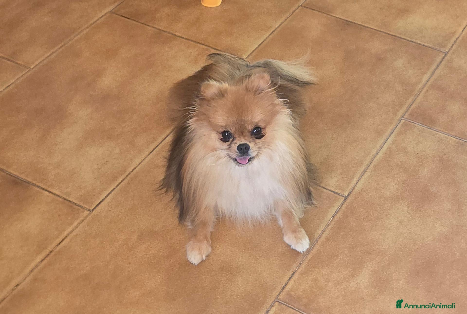 Spitz cani Spitz pomerania - Annuncio 16