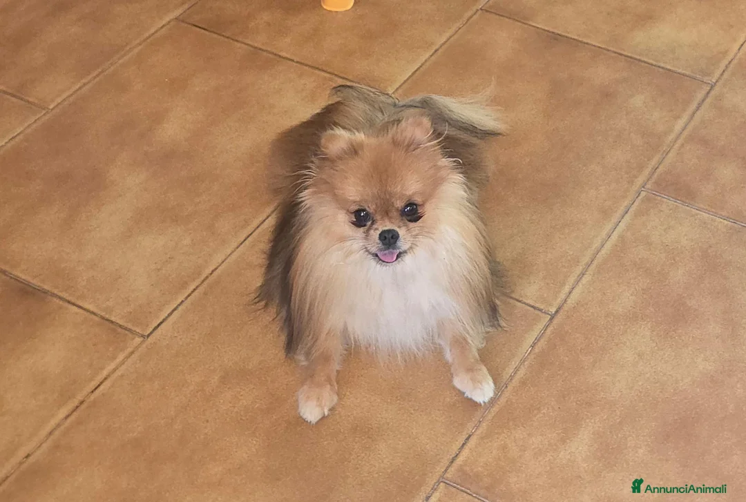 Spitz cani in vendita: Spitz pomerania - Annuncio 1