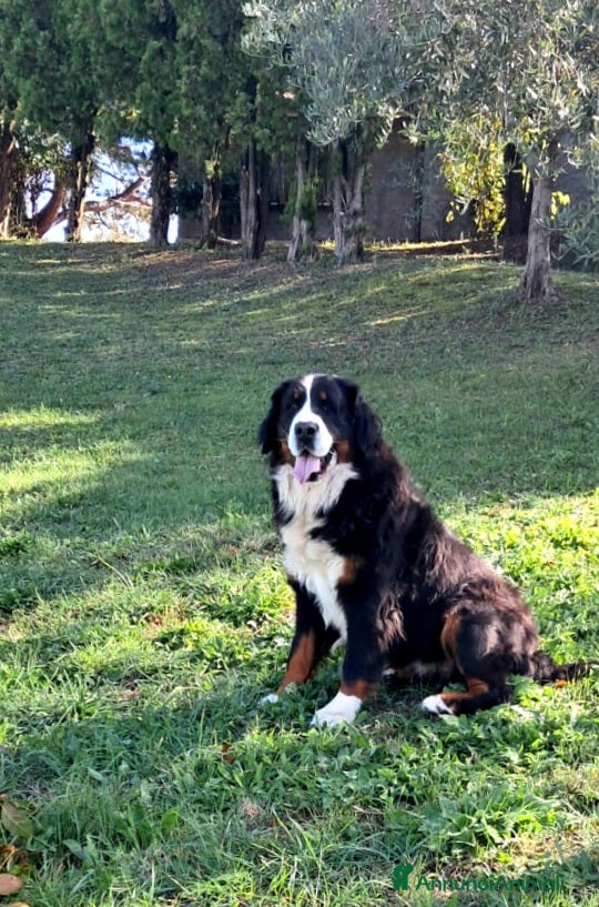 Bovaro del Bernese cani Cuccioli bovaro del bernese meravigliosi! - Annuncio 1