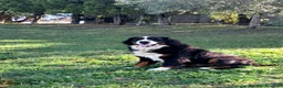 Bovaro del Bernese cani in vendita: Cuccioli bovaro del bernese meravigliosi! - Annuncio 1