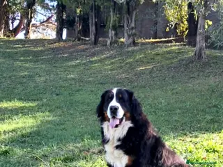 Bovaro del Bernese cani Cuccioli bovaro del bernese meravigliosi! - Annuncio 4