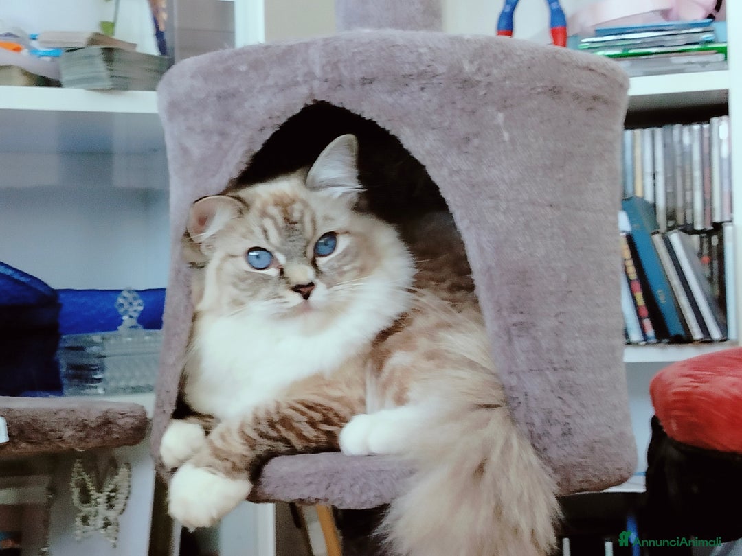 Ragdoll gatti in vendita: gattini Ragdoll vendita a Città Metropolitana di Genova - Immagine 3