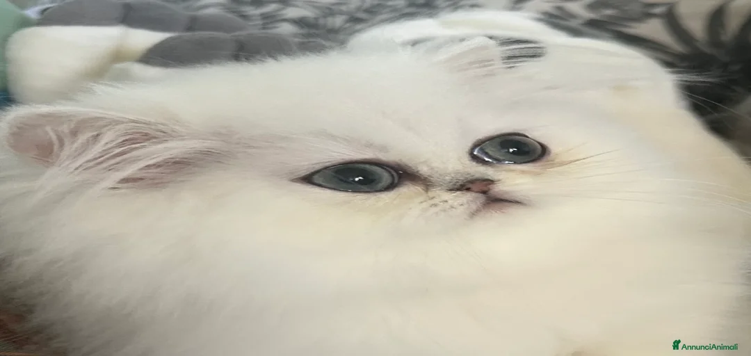 Immagine della galleria {{count}}