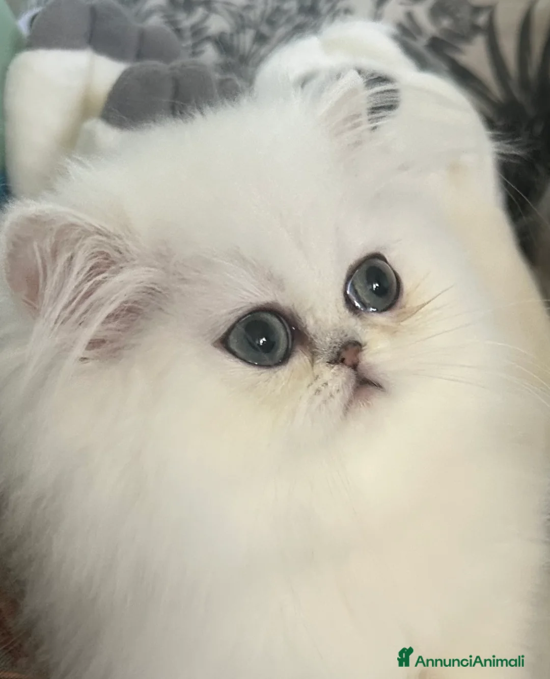 Immagine della galleria {{count}}