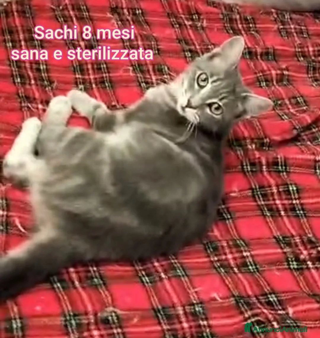 Europeo gatti in regalo: GATTINI SOLI ED ESCLUSI!  - Annuncio 5