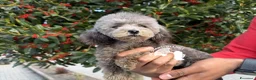 Barboncino Toy cani in vendita: Barboncino Nano Allevamento Professionale - Annuncio 4