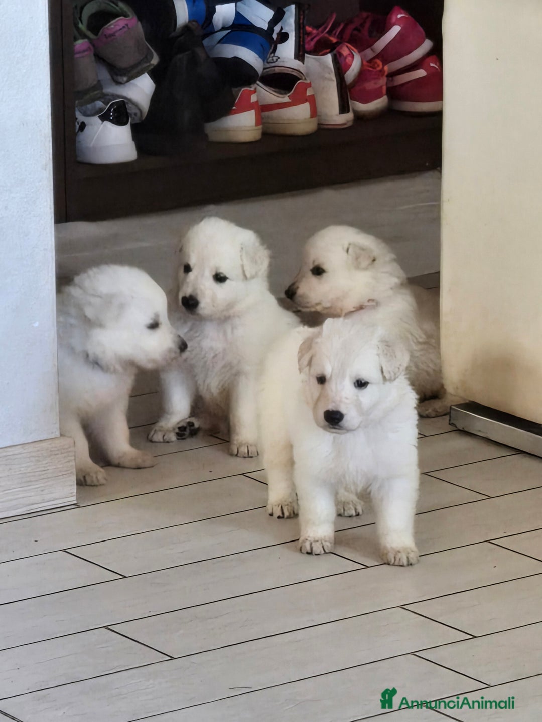 Pastore Svizzero cani in vendita: Cuccioli di pastore svizzero bianco - Annuncio 11
