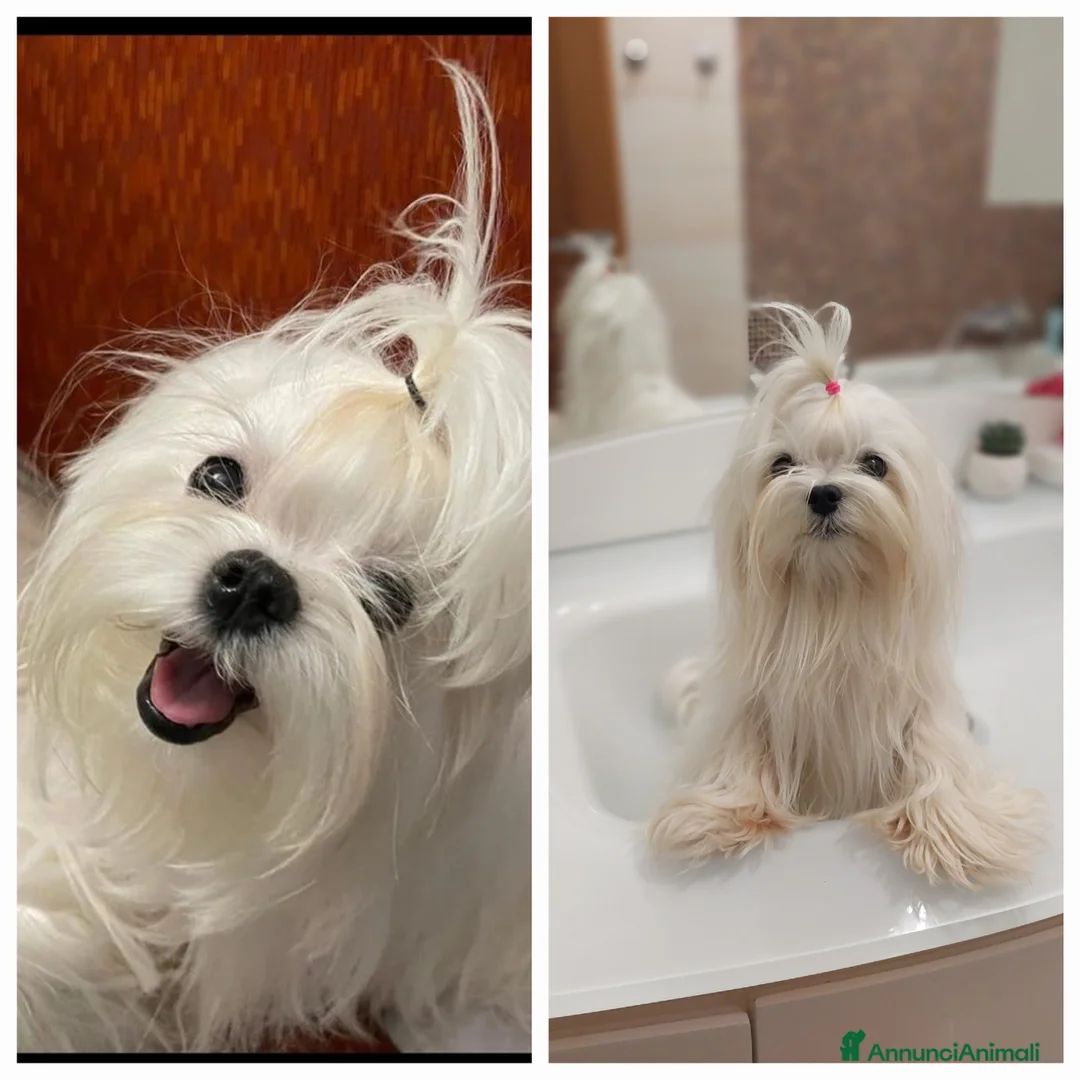 Maltese cani in vendita: Maltese maschietto  a Città metropolitana di Milano - Annuncio 2