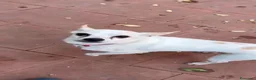 Chihuahua cani in regalo: BUDINO CHIHUAHUA DI 3 ANNI CERCA CASA - Annuncio 2