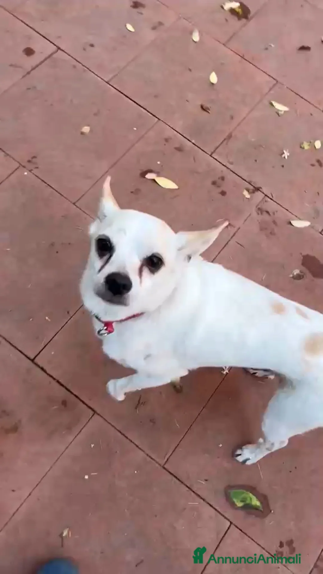 Chihuahua cani in regalo: BUDINO CHIHUAHUA DI 3 ANNI CERCA CASA - Annuncio 2