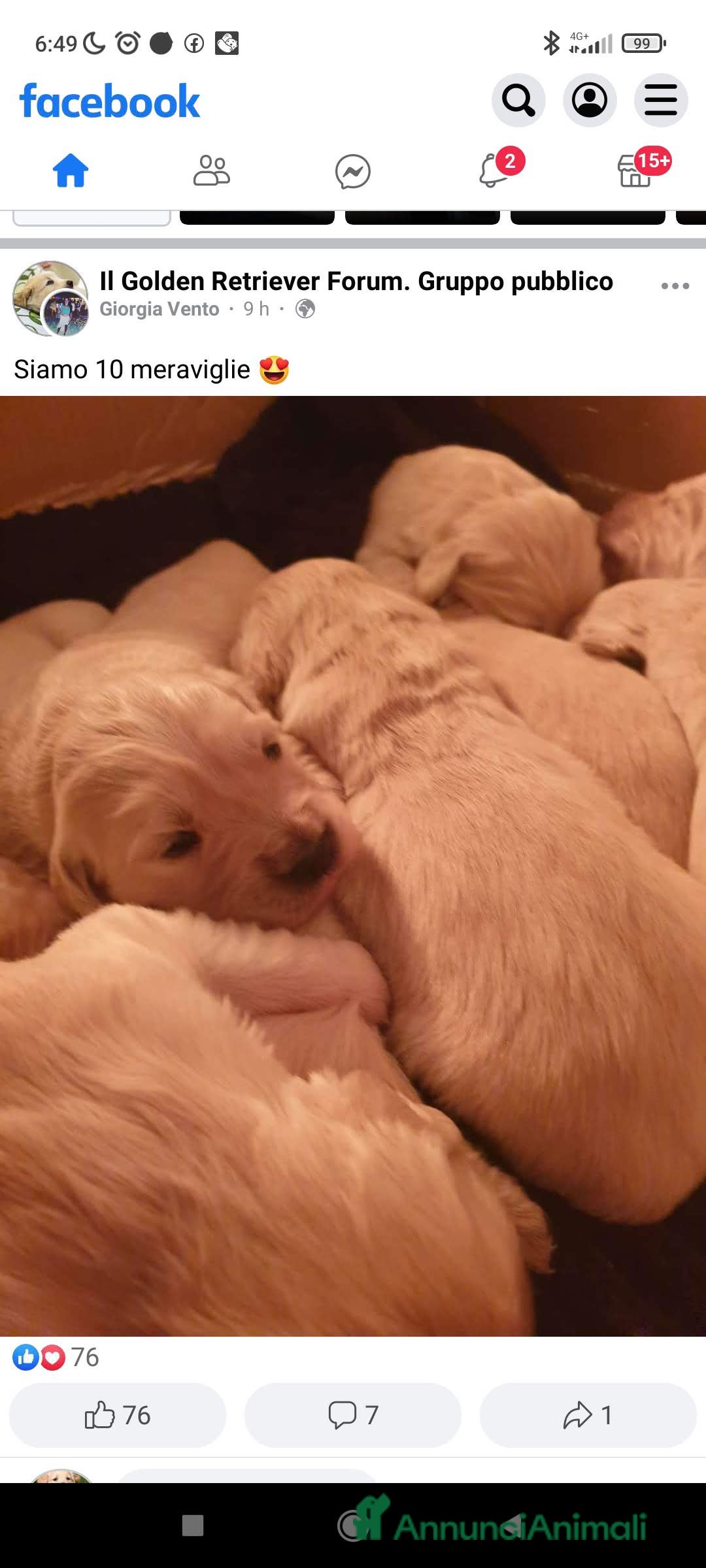 Golden Retriever cani in vendita: Vendesi cuccioli di Golden Retriever  a Provincia di Varese - Immagine 6