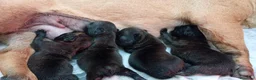 Bulldog Francese cani in vendita: Cuccioli bulldog francese a Provincia di Salerno - Annuncio 2