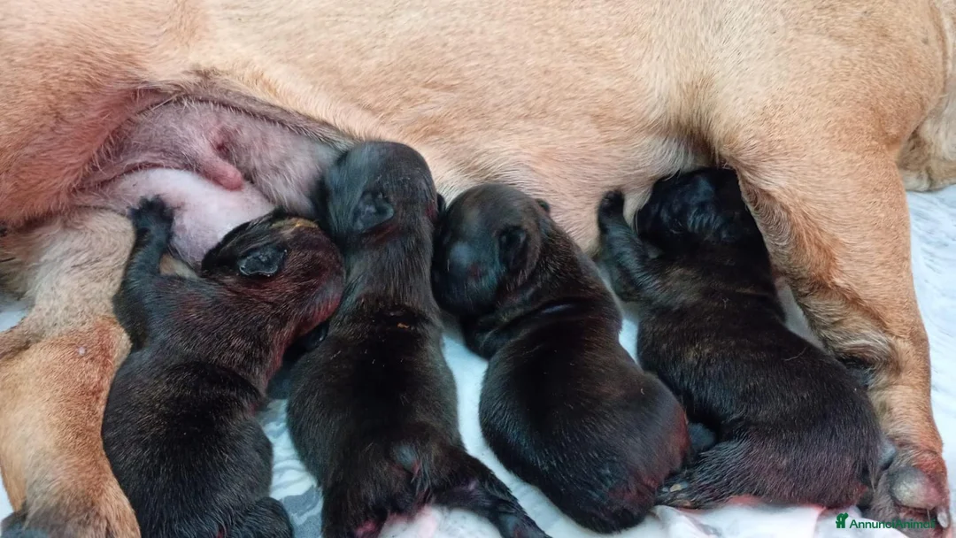 Bulldog Francese cani in vendita: Cuccioli bulldog francese a Provincia di Salerno - Annuncio 2