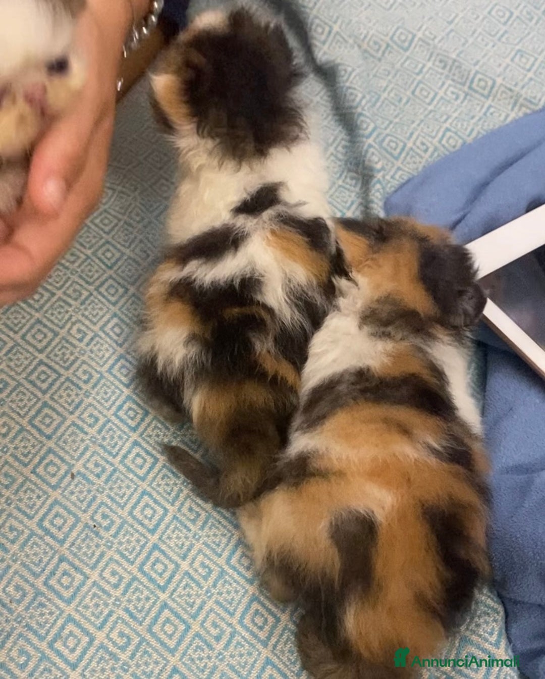 Persiano gatti in vendita: Gattini persiani ipertipi  - Annuncio 10