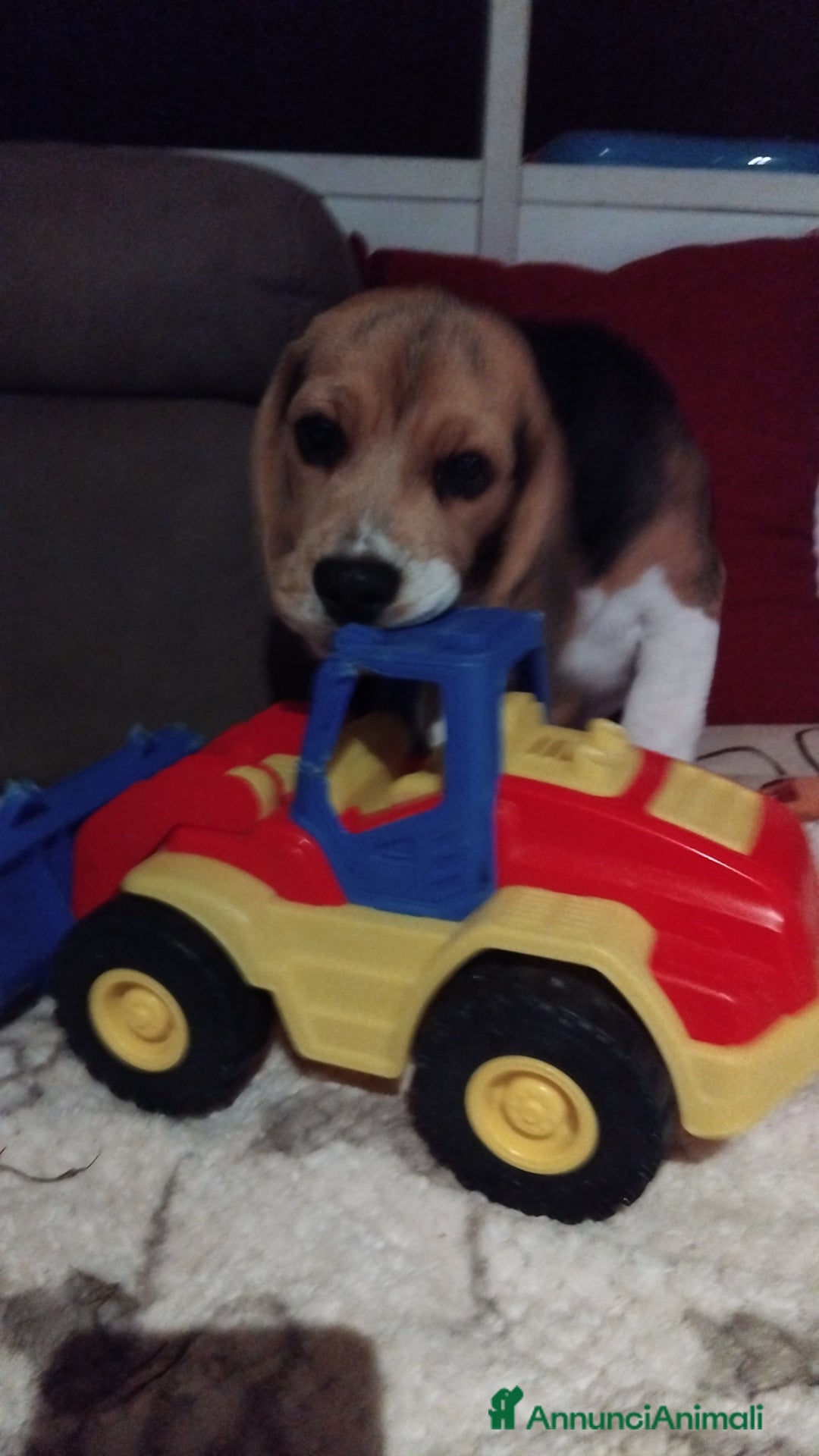 Beagle cani in vendita: Cuccioli beagle - Annuncio 3