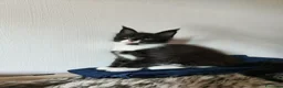Maine Coon gatti in vendita: 2 Maschietti Maine Coon Bicolour - Annuncio 10