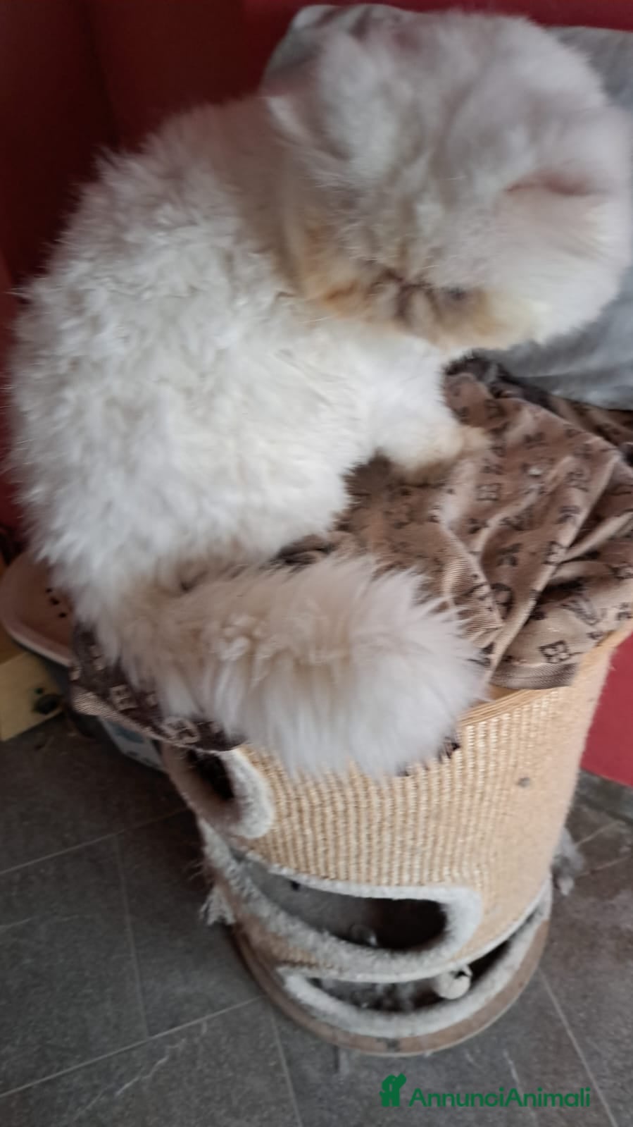 Persiano gatti Maschio persiano - Annuncio 2