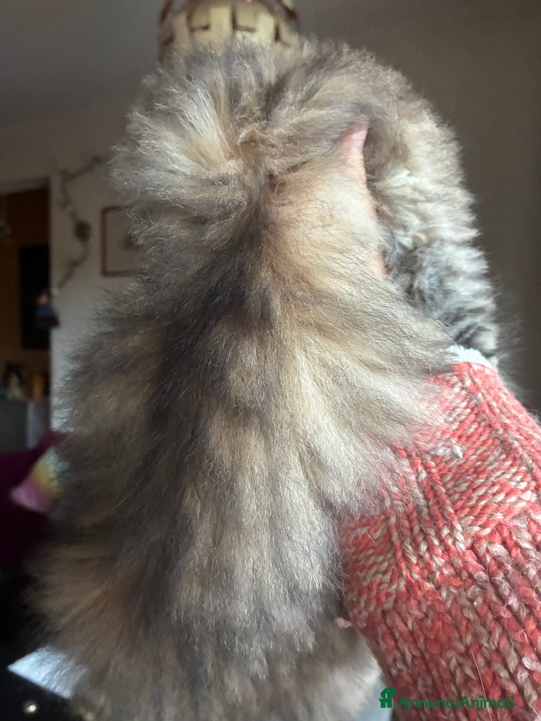 Persiano gatti in vendita: Persiano chincilla  - Annuncio 10