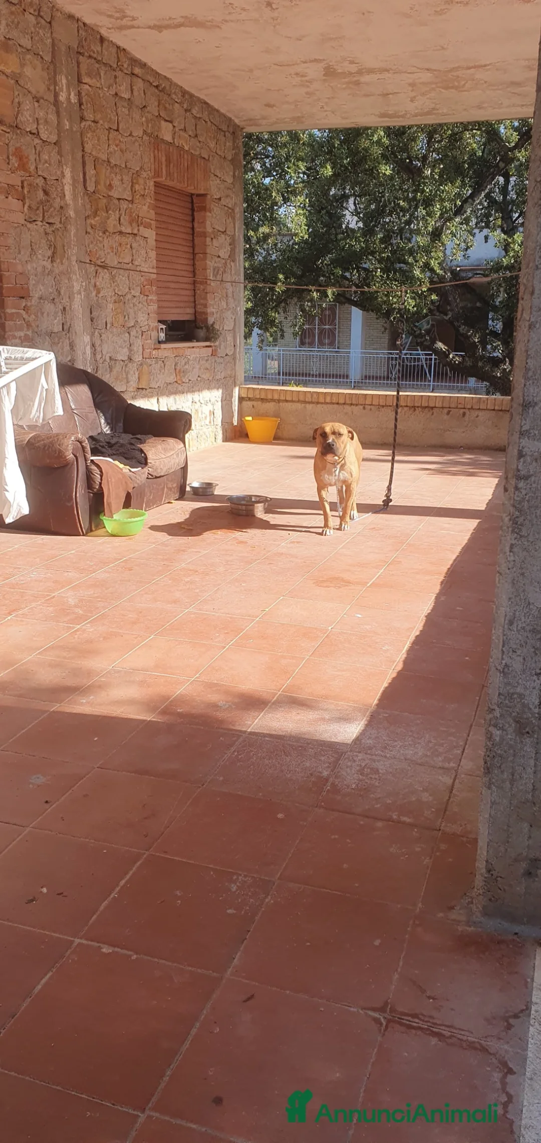 Pitbull cani in regalo: Tyson il cagnolone che ama i bimbi  a Città metropolitana di Milano - Annuncio 4