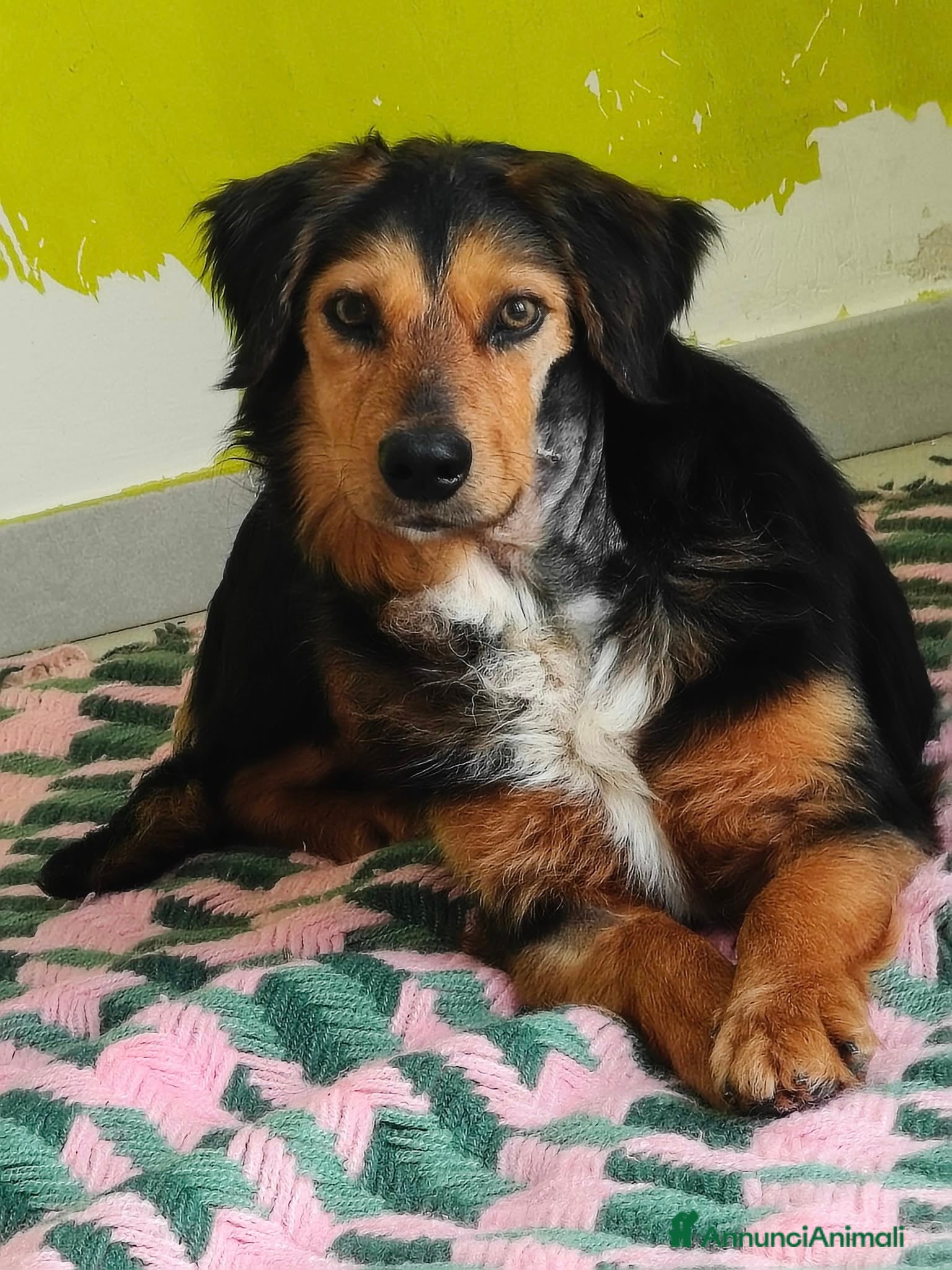 Meticcio cani Lois cagnolino dolcissimo - Annuncio 2