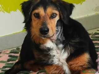 Meticcio cani Lois cagnolino dolcissimo - Annuncio 2