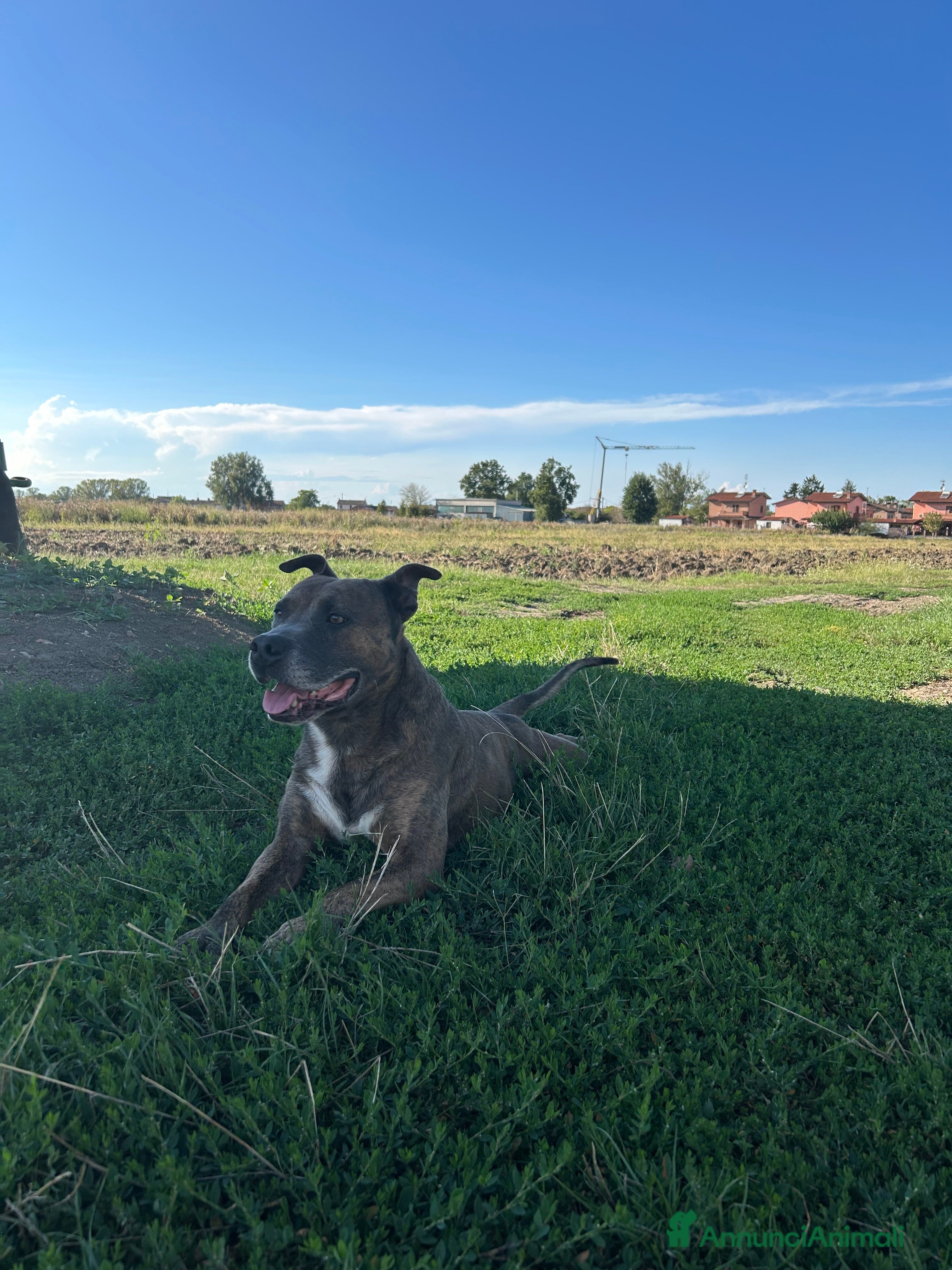 Altre razze cani amstaff per monta - Annuncio 39