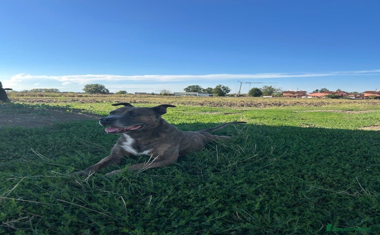 Altre razze cani - Annuncio 1