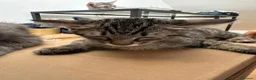 Altre razze gatti in regalo: Regalo gattini a Città Metropolitana di Firenze - Annuncio 1