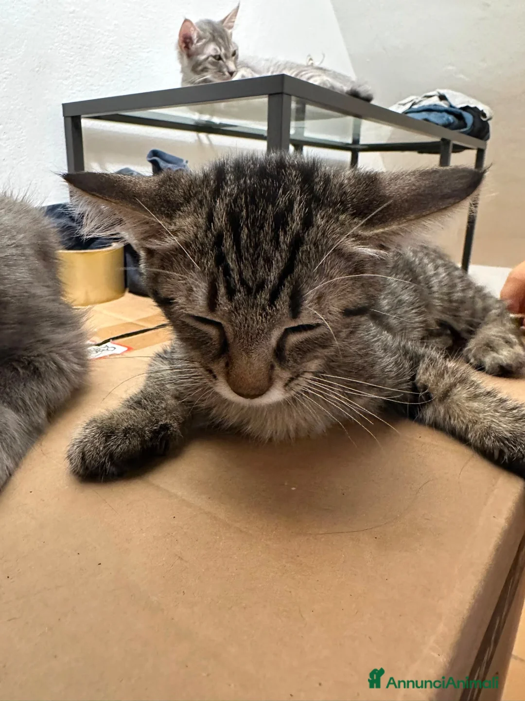 Altre razze gatti in regalo: Regalo gattini a Città Metropolitana di Firenze - Annuncio 1