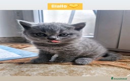 Scottish gatti in vendita: Cuccioli scottish a Città Metropolitana di Torino - Immagine 7