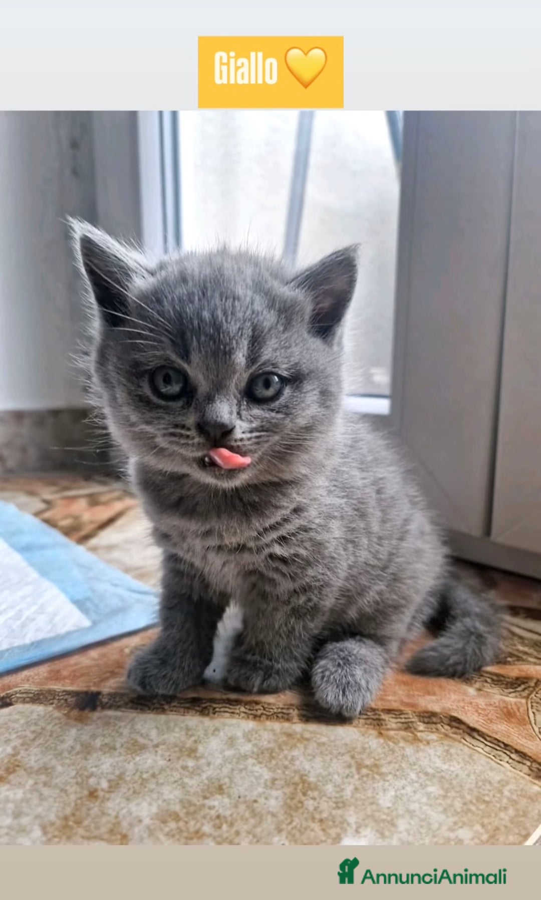 Scottish gatti in vendita: Cuccioli scottish a Città Metropolitana di Torino - Immagine 7