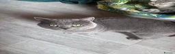 Scottish gatti in vendita: scottish maschietti  a Provincia di Catanzaro - Annuncio 11