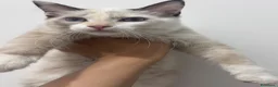 Ragdoll gatti in vendita: Gattina Ragdoll a Città metropolitana di Roma Capitale - Annuncio 4