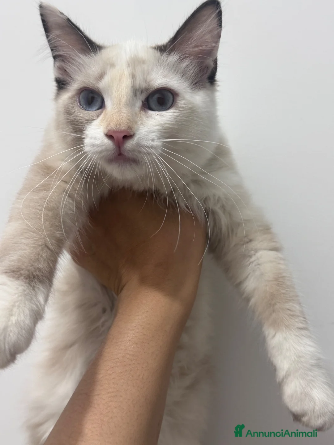 Ragdoll gatti in vendita: Gattina Ragdoll a Città metropolitana di Roma Capitale - Annuncio 4