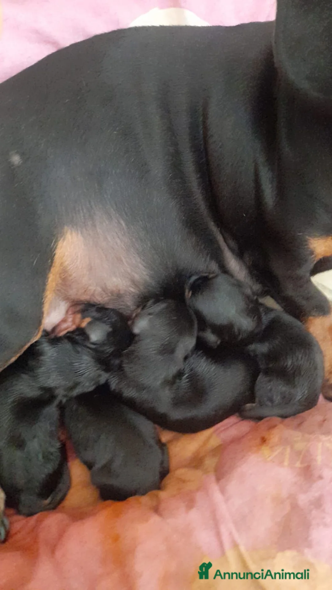 Bassotto cani in vendita: Bassotto maschio nero focato - Annuncio 2