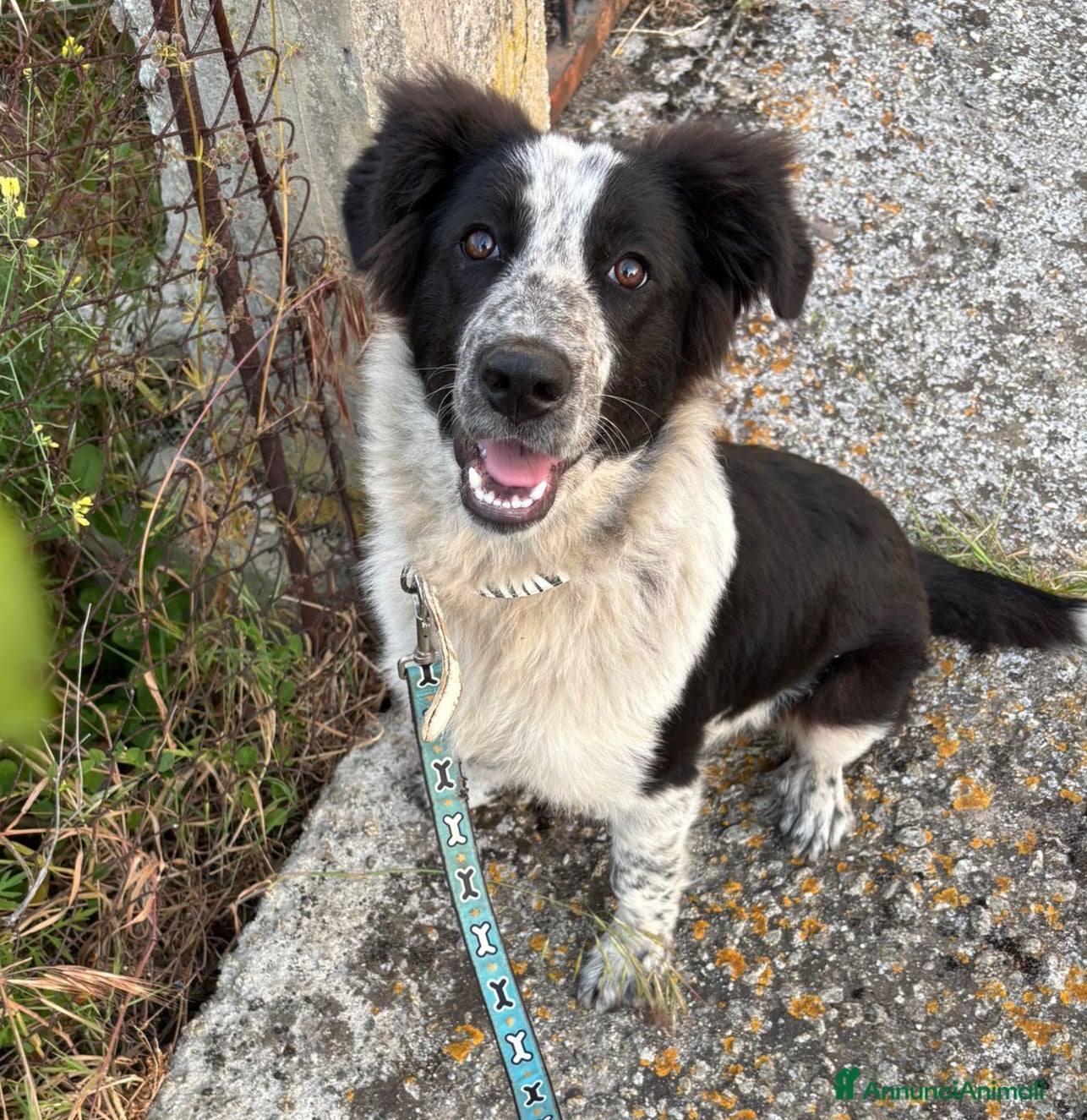 Meticcio cani UNA MAMMA PER STELLINA  - Annuncio 7
