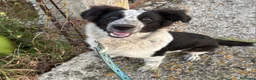 Meticcio cani in regalo: UNA MAMMA PER STELLINA  a Provincia di Varese - Annuncio 1