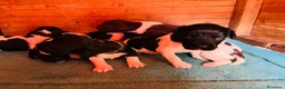 Springer Spaniel Inglese cani in vendita: Cuccioli di springer spaniel a Città Metropolitana di Torino - Annuncio 7
