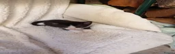 Europeo gatti in regalo: Micetti  - Annuncio 4