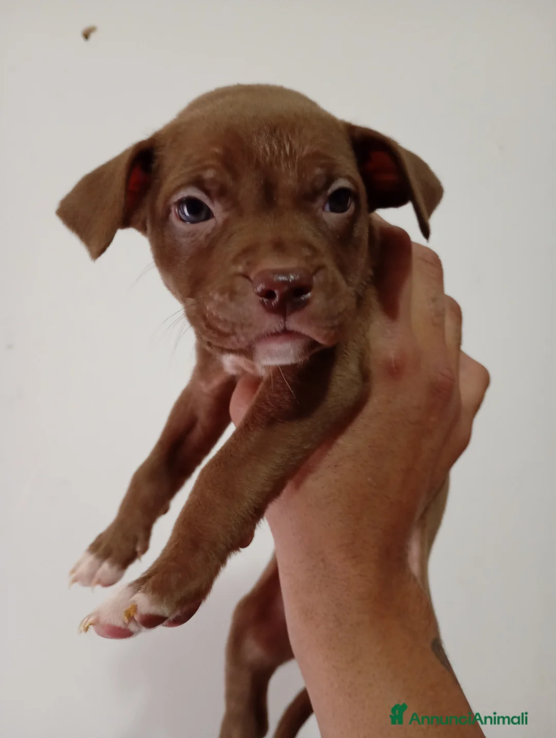 Pitbull cani in vendita: CUCCIOLI AMERICAN PITBULL TERRIER UKC - Annuncio 2