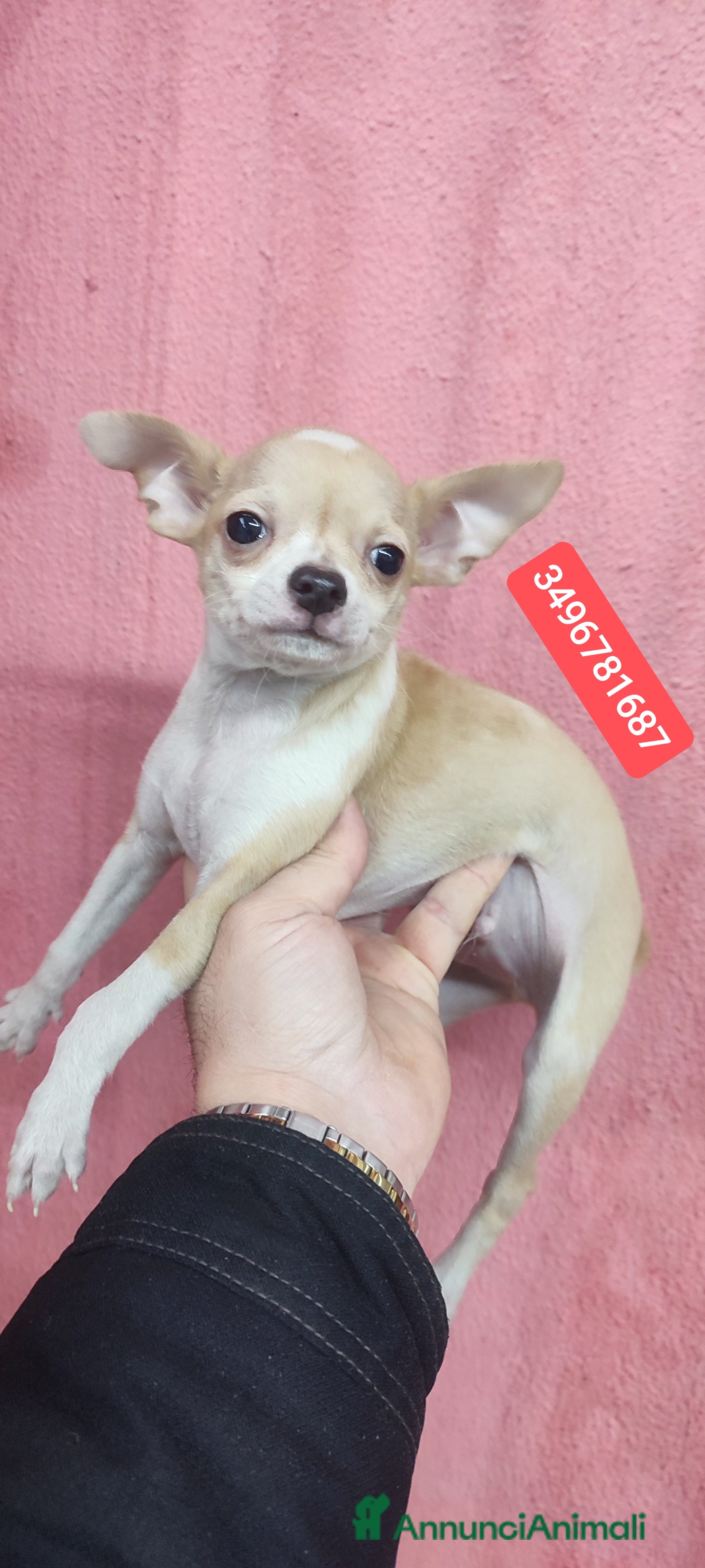 Chihuahua cani CHIHUAHUA cucciolo tenerotto - Annuncio 3