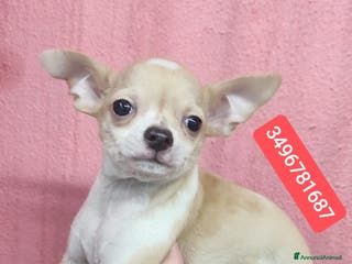 Chihuahua cani CHIHUAHUA cucciolo tenerotto - Annuncio 3