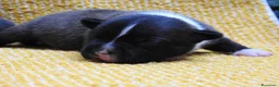Staffordshire cani in vendita: Staffordshire bull terrier staffy a Provincia di Frosinone - Annuncio 14