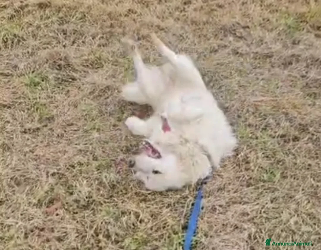 Meticcio cani in regalo: 4anni tg media 2°inverno in canile! NOVARA URGE - Annuncio 7