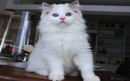 Ragdoll gatti in vendita: magnifico cucciolo ragdoll pedigree ministeriale a Città Metropolitana di Firenze - Immagine 4