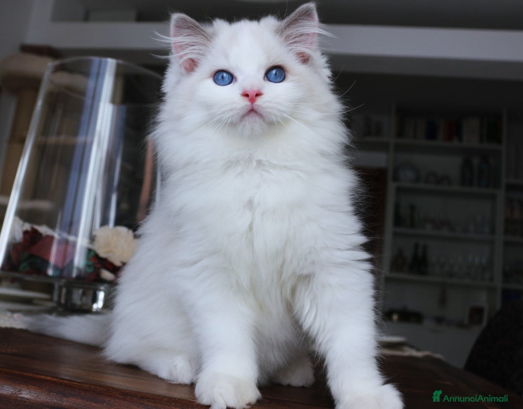 Ragdoll gatti in vendita: magnifico cucciolo ragdoll pedigree ministeriale a Città Metropolitana di Firenze - Immagine 4