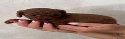 Barboncino Toy cani in vendita: Barboncini Toy - Annuncio 4