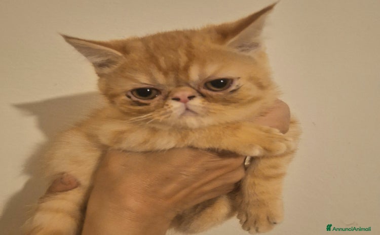 Exotic Shorthair gatti a Provincia di Modena - Annuncio 15