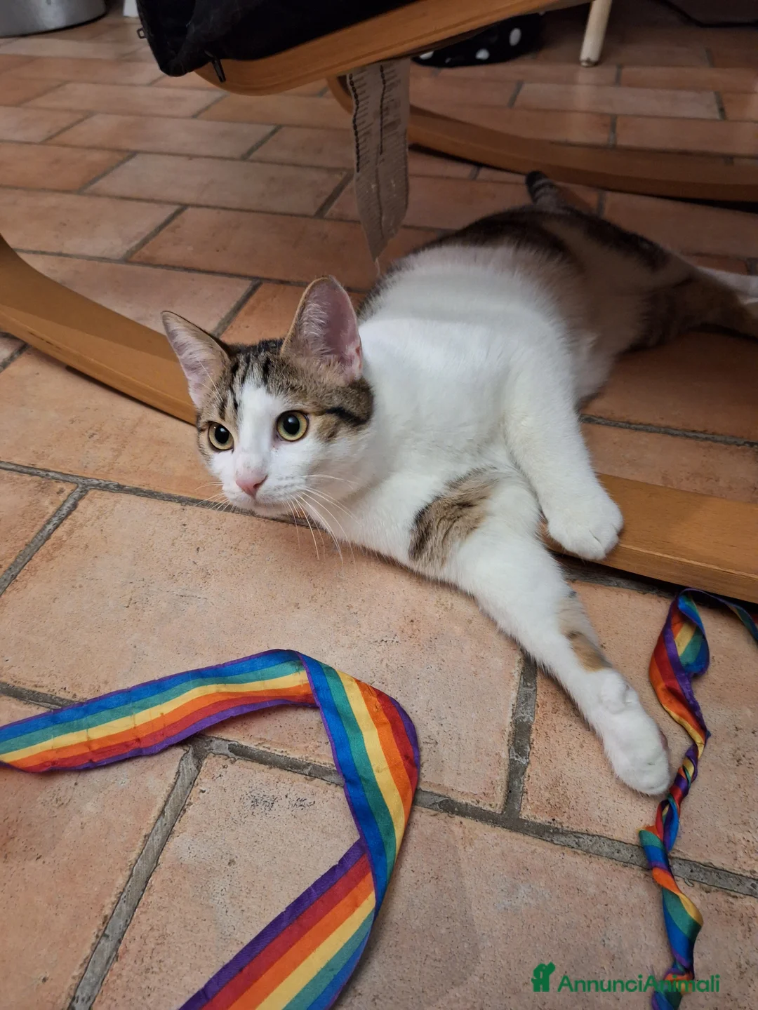 Meticcio gatti in regalo: Gattino in regalo!!! - Annuncio 2